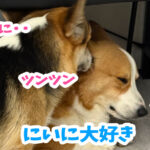 にいに大好き