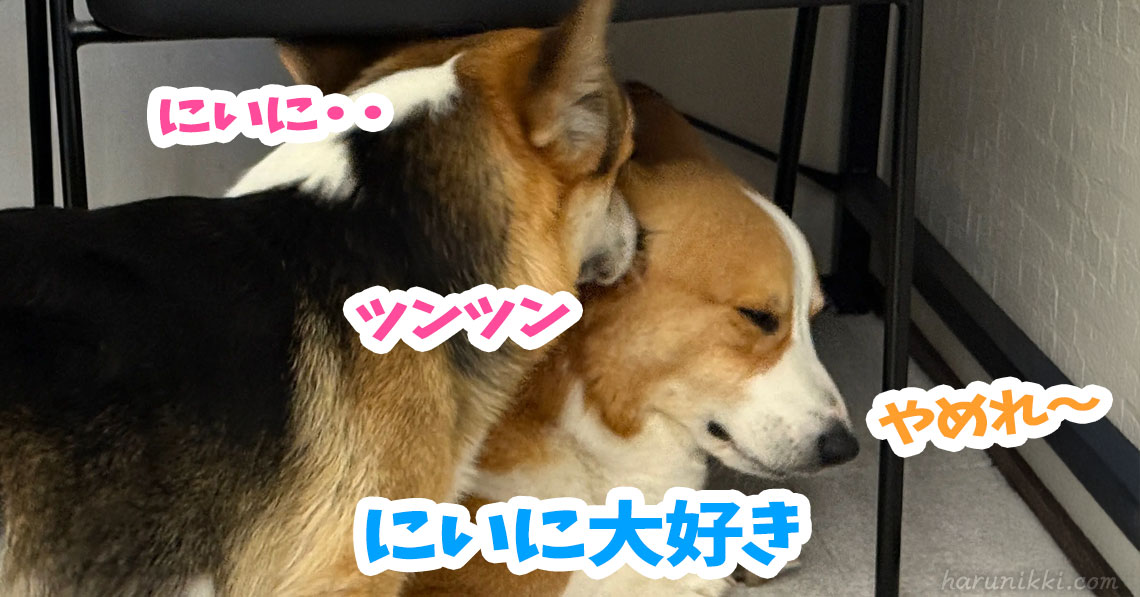 にいに大好き