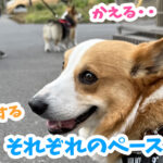 それぞれのペース