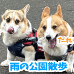 雨の公園散歩