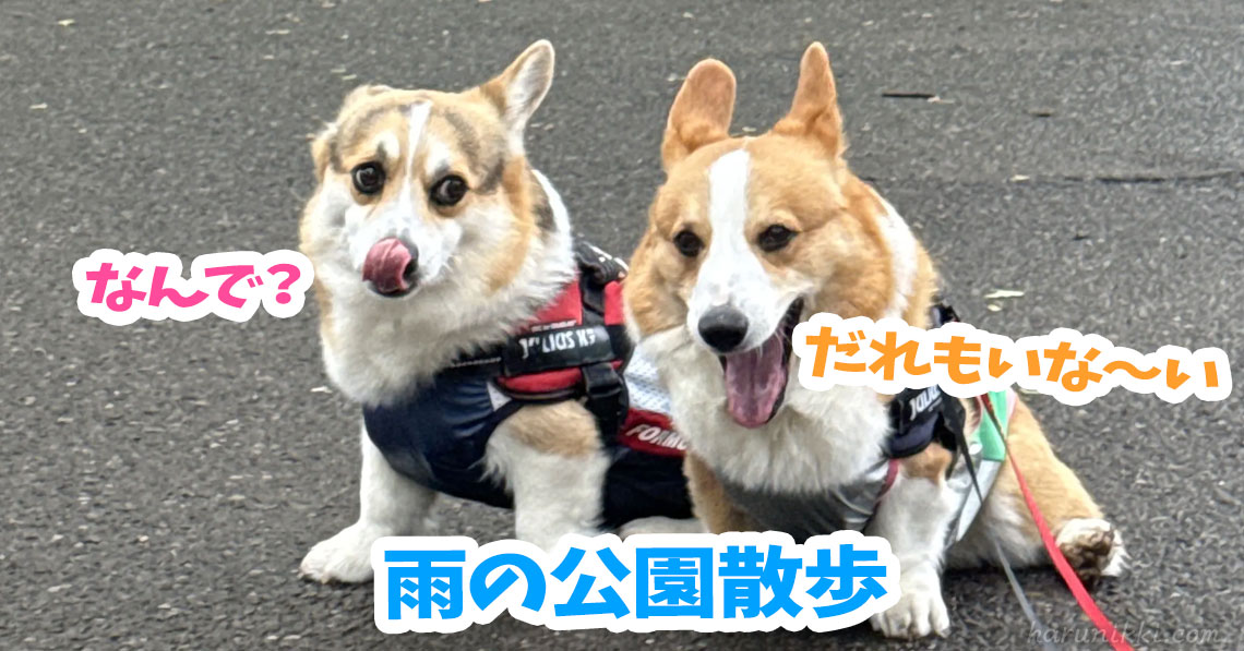 雨の公園散歩