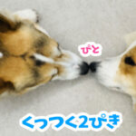 くっつく2ぴき