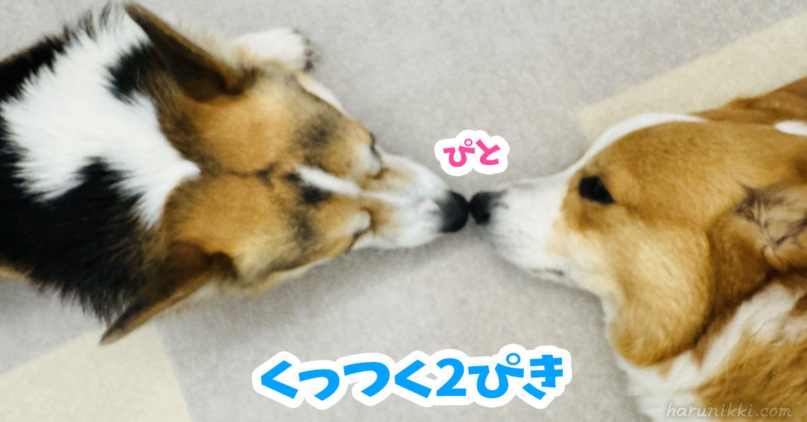 くっつく2ぴき