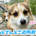はるとてんとご近所お散歩