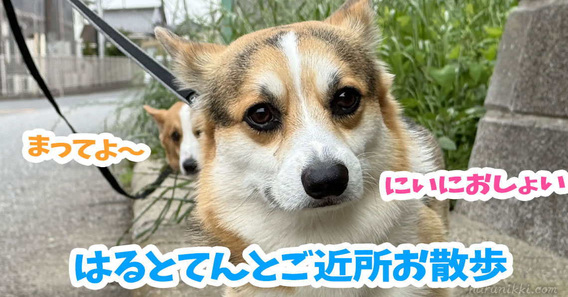 はるとてんとご近所お散歩
