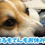 はるもてんもお休み中
