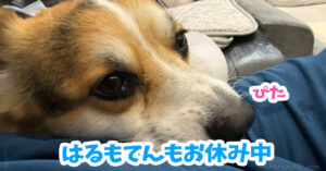 はるもてんもお休み中