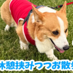 休憩挟みつつお散歩