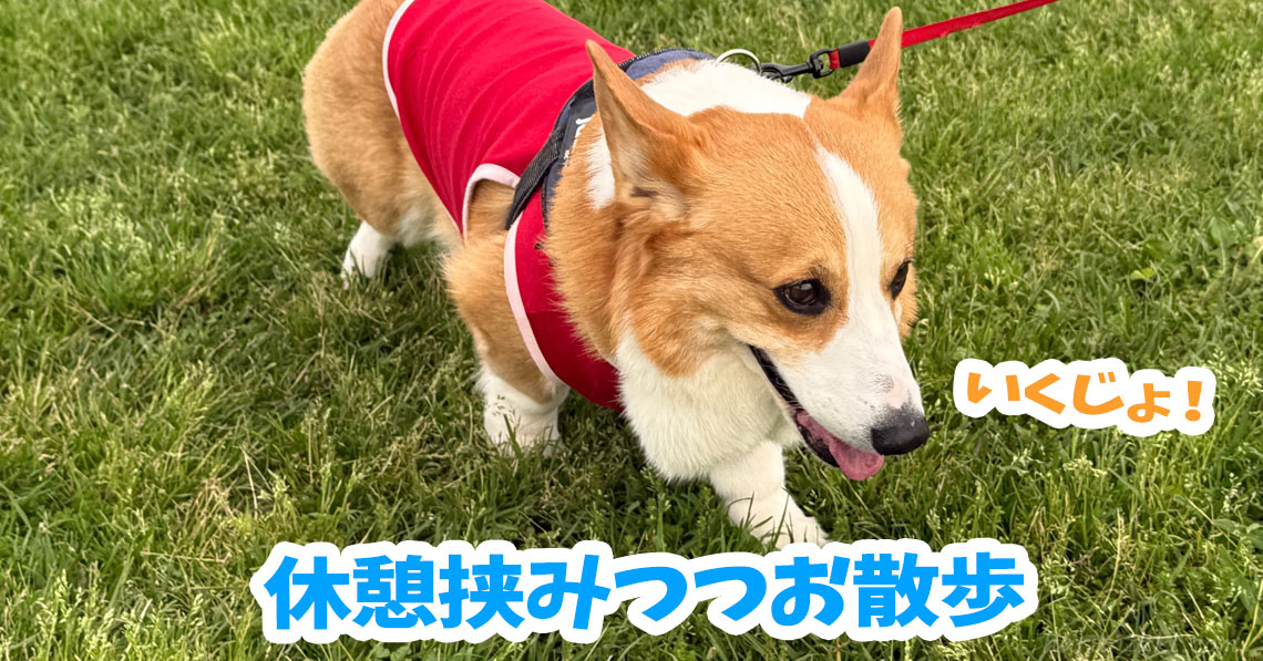 休憩挟みつつお散歩