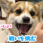 戦いを挑む
