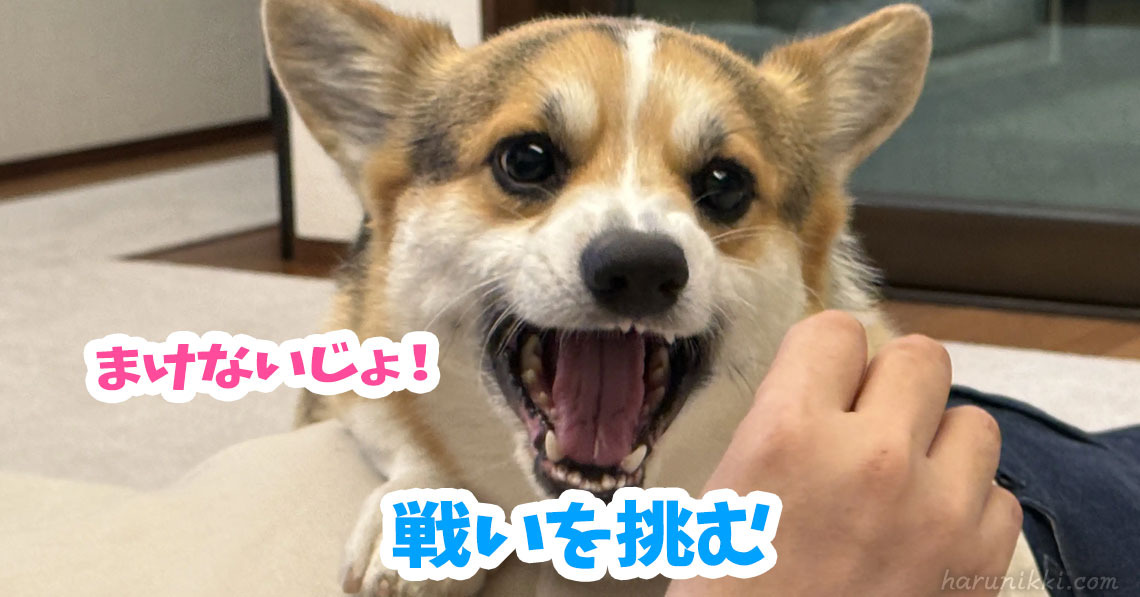 戦いを挑む