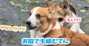 お庭でも絡むてん