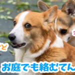 お庭でも絡むてん
