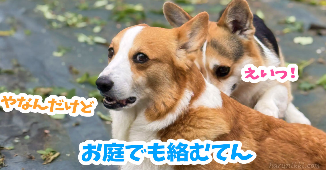 お庭でも絡むてん