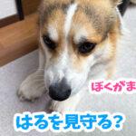 はるを見守る？