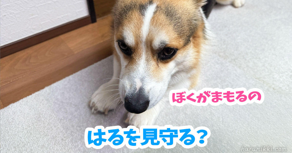 はるを見守る？