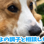 あんよの調子と相談しながら