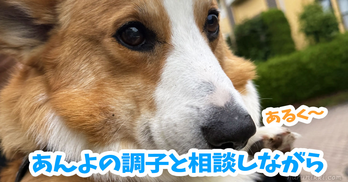 あんよの調子と相談しながら