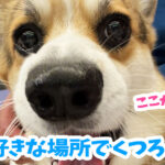 好きな場所でくつろぐ