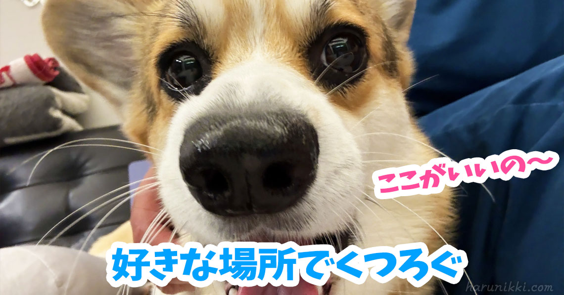 好きな場所でくつろぐ