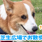 芝生広場でお散歩