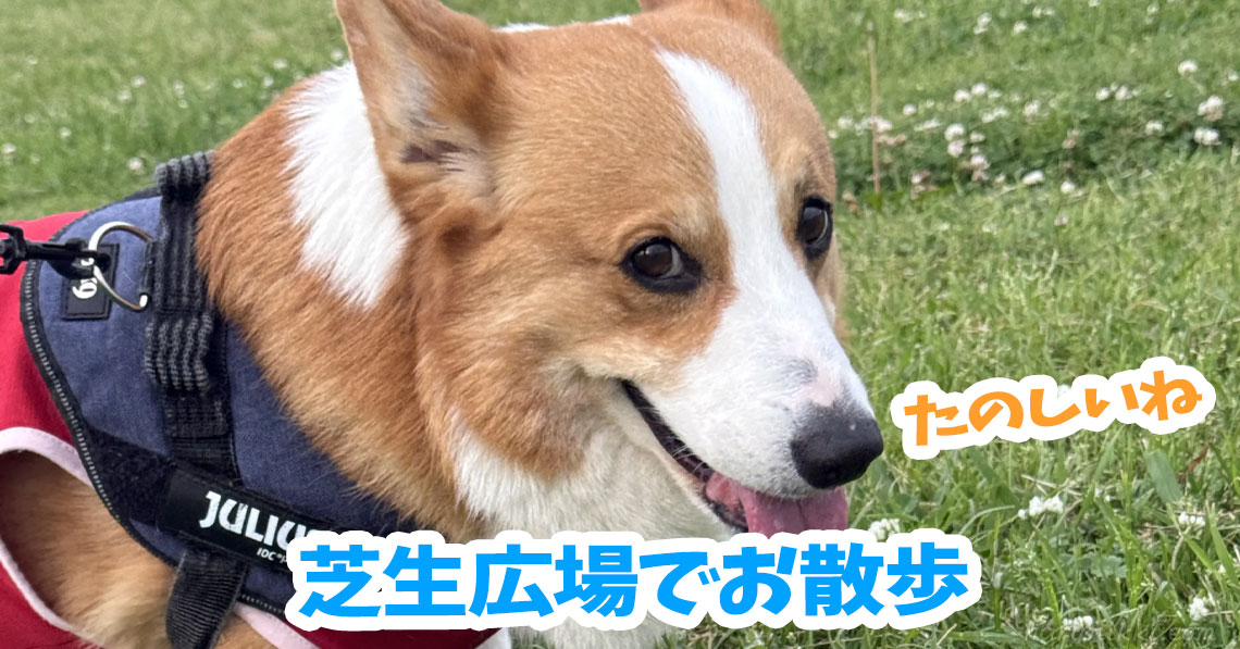 芝生広場でお散歩