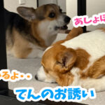 てんのお誘い