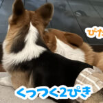 くっつく2ぴき