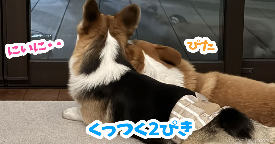 くっつく2ぴき