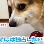 てんは独占したい！
