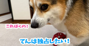 てんは独占したい！
