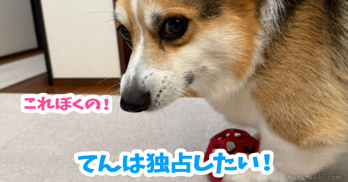 てんは独占したい！