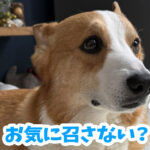 お気に召さない？