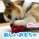新しいおもちゃ