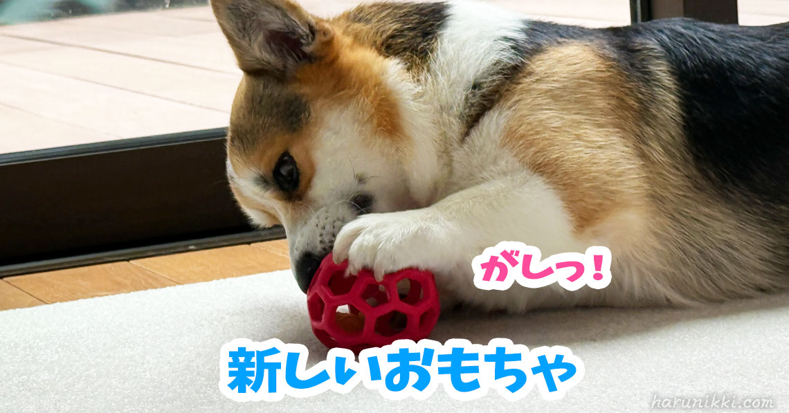 新しいおもちゃ