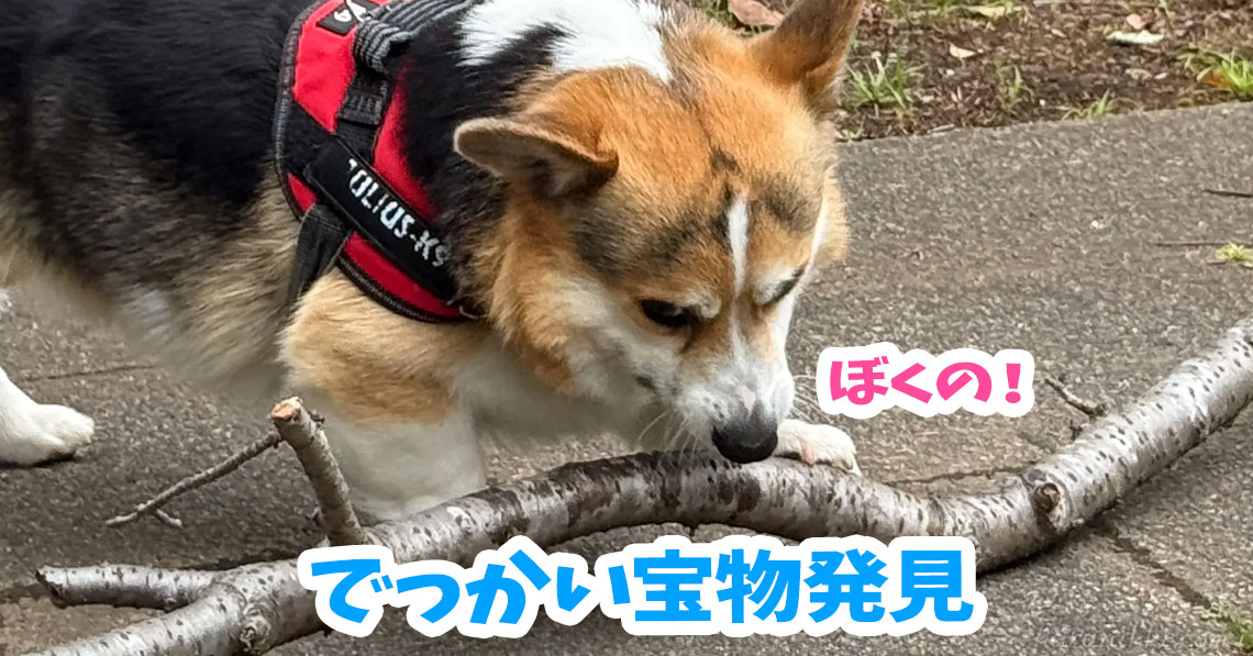 でっかい宝物発見