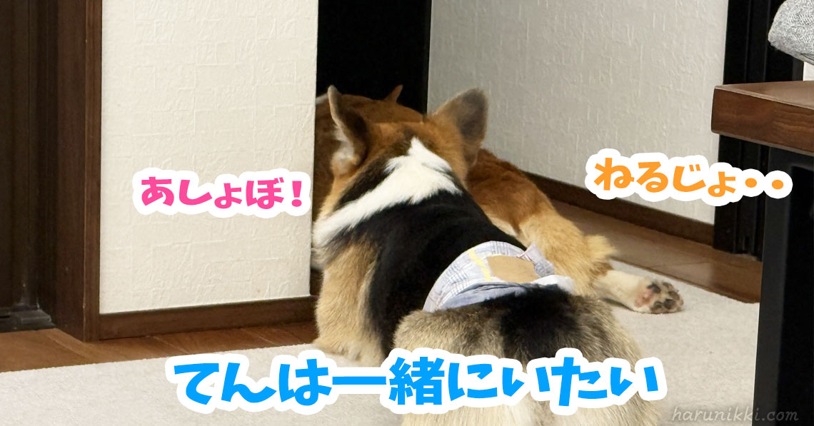 てんは一緒にいたい