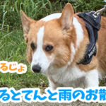 はるとてんと雨のお散歩