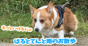 はるとてんと雨のお散歩