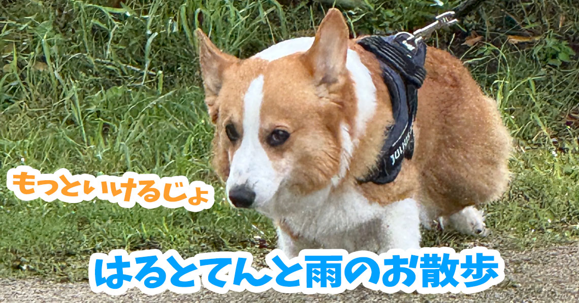 はるとてんと雨のお散歩