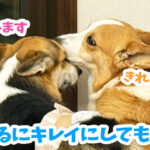 はるにキレイにしてもらう