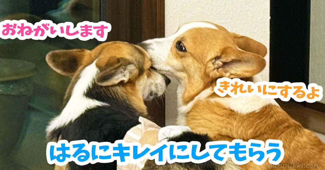 はるにキレイにしてもらう