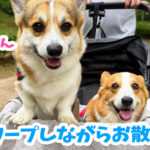 ワープしながらお散歩
