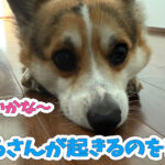 はるさんが起きるのを待つ