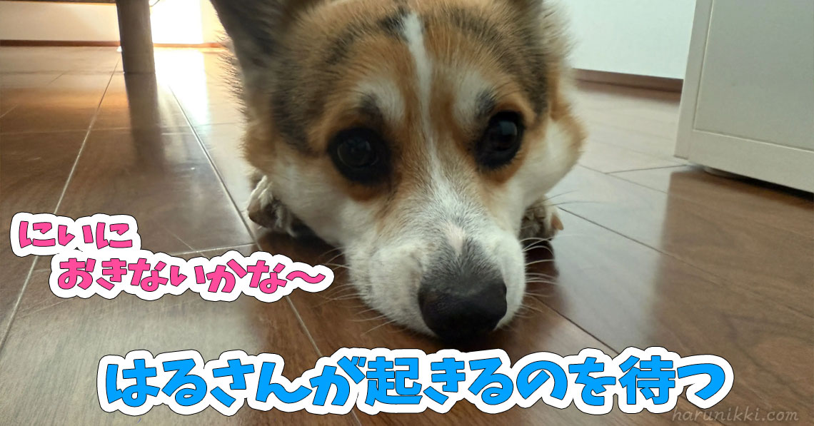 はるさんが起きるのを待つ