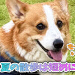 夏の散歩は短めに