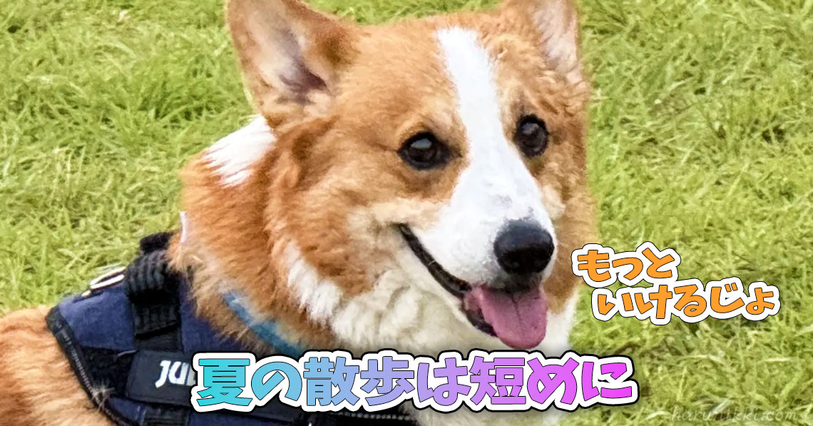 夏の散歩は短めに