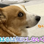 はるは気にしない？