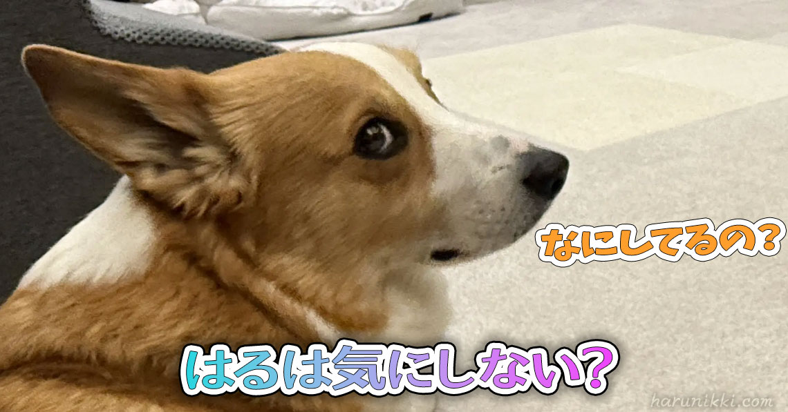 はるは気にしない？