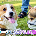 ワープしながらお散歩